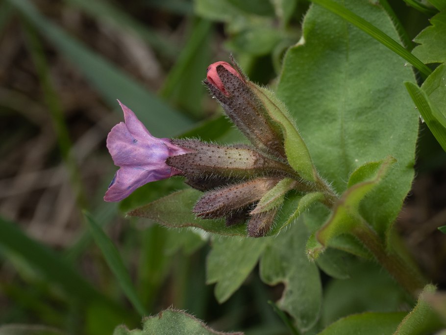 Медуница съедобная