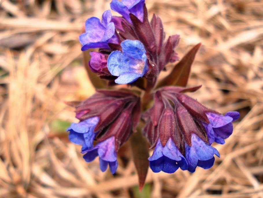 Медуница Pulmonaria officinalis