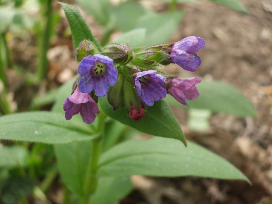 Медуница цветок