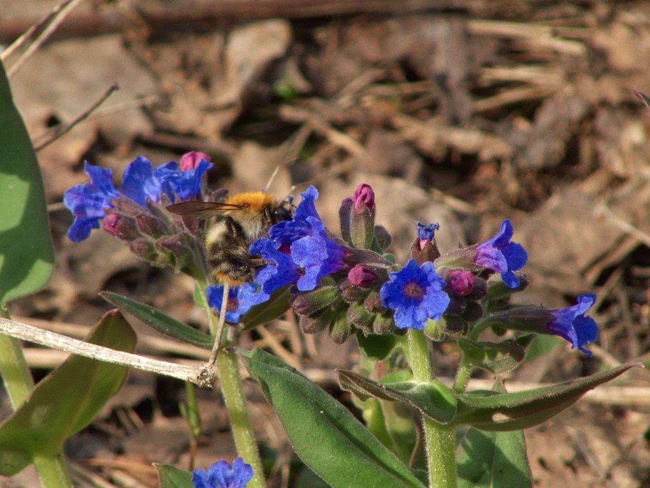 Медуница валовидная
