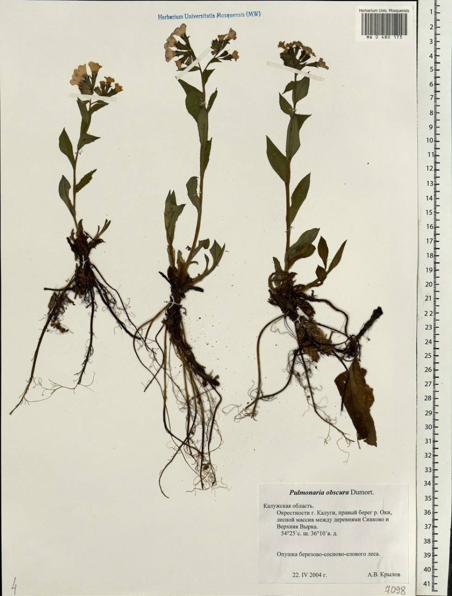 Медуница Пульмонария