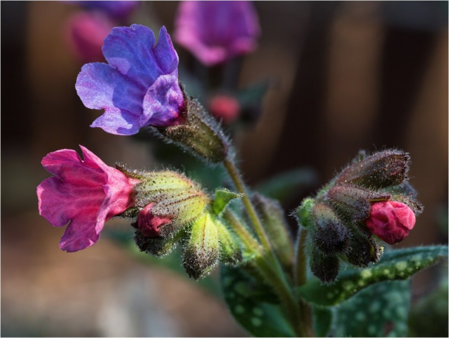 Медуница лекарственная (Pulmonaria officinalis)