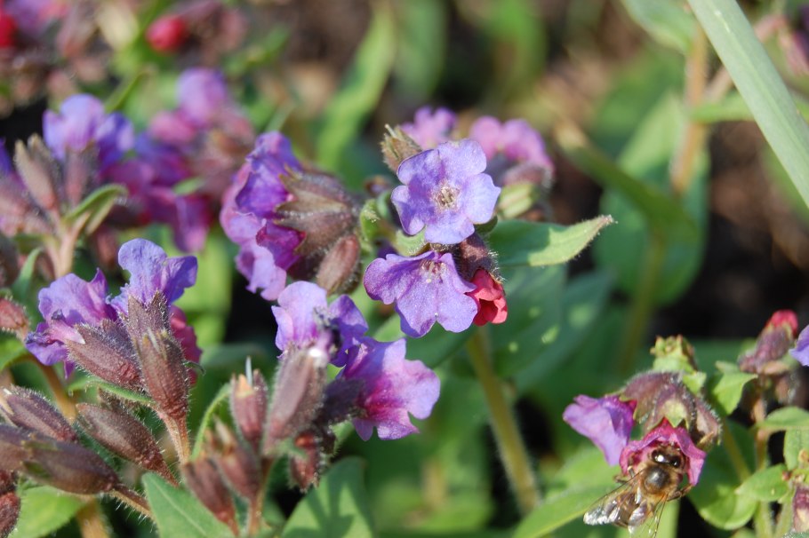Плод медуницы