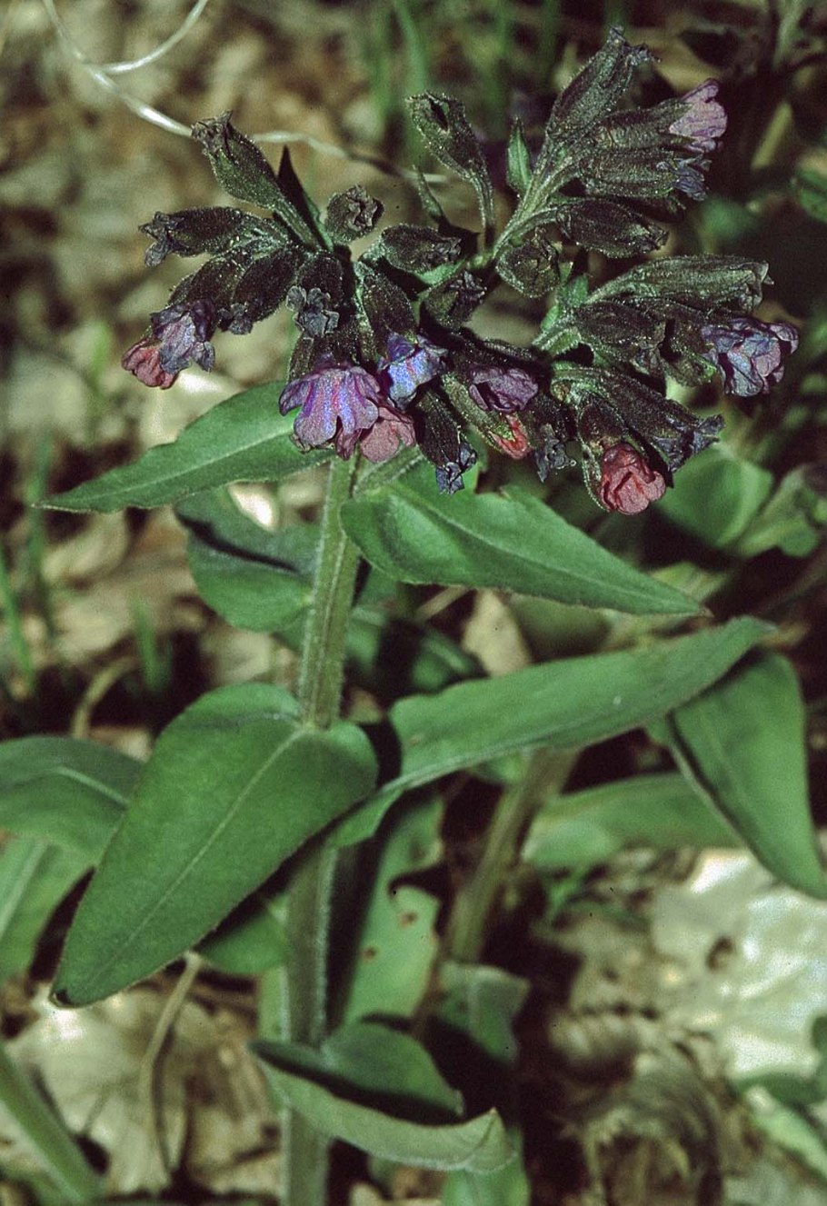 Медуница опал