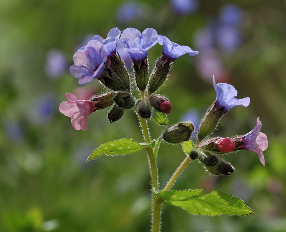 Медуница мягчайшая Pulmonaria mollissima