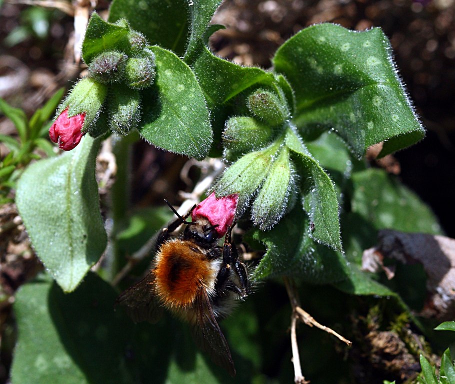 Шмель bombus pascuorum