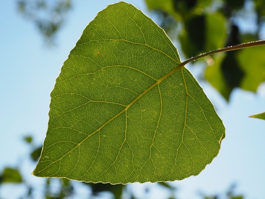 Populus nigra ботаника