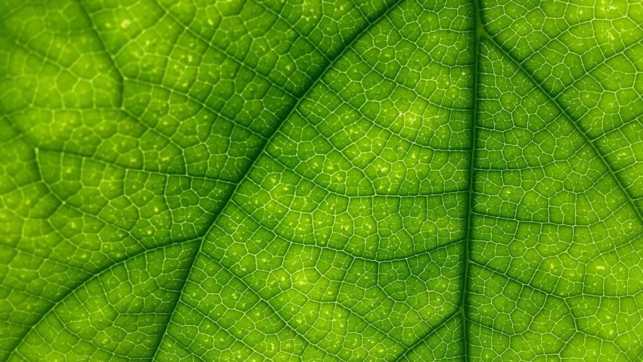 Зеленые листочки