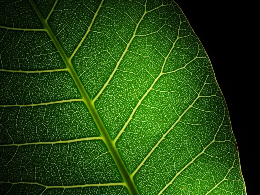 Жилка листа