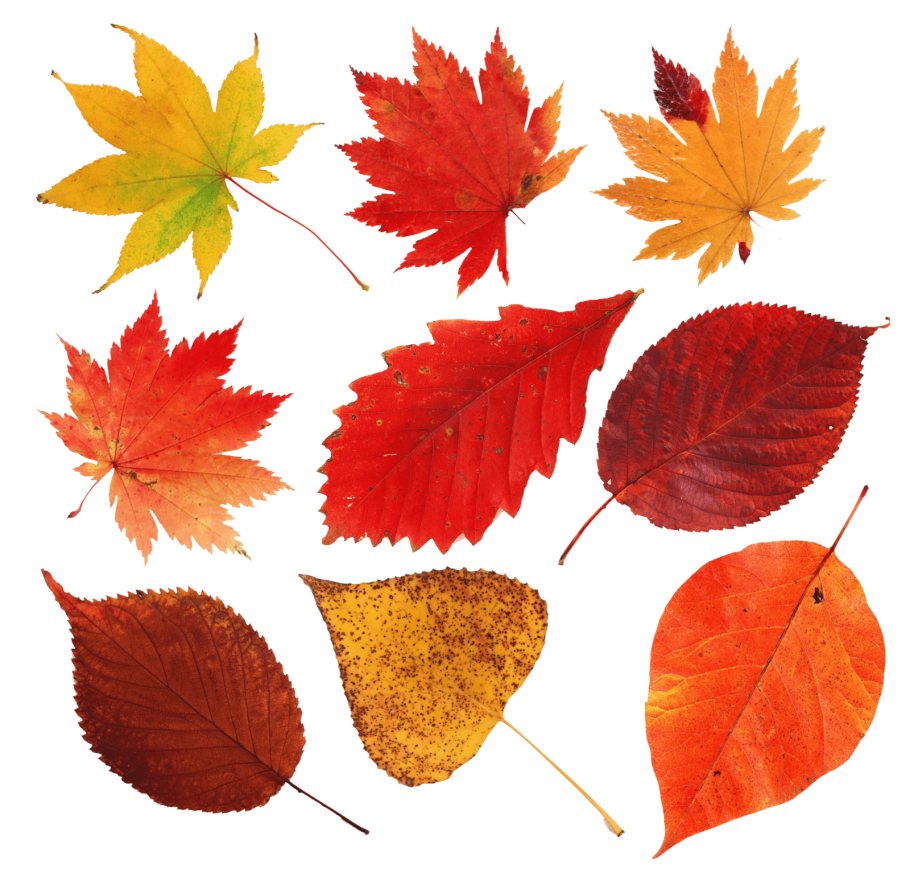 Осенние листья