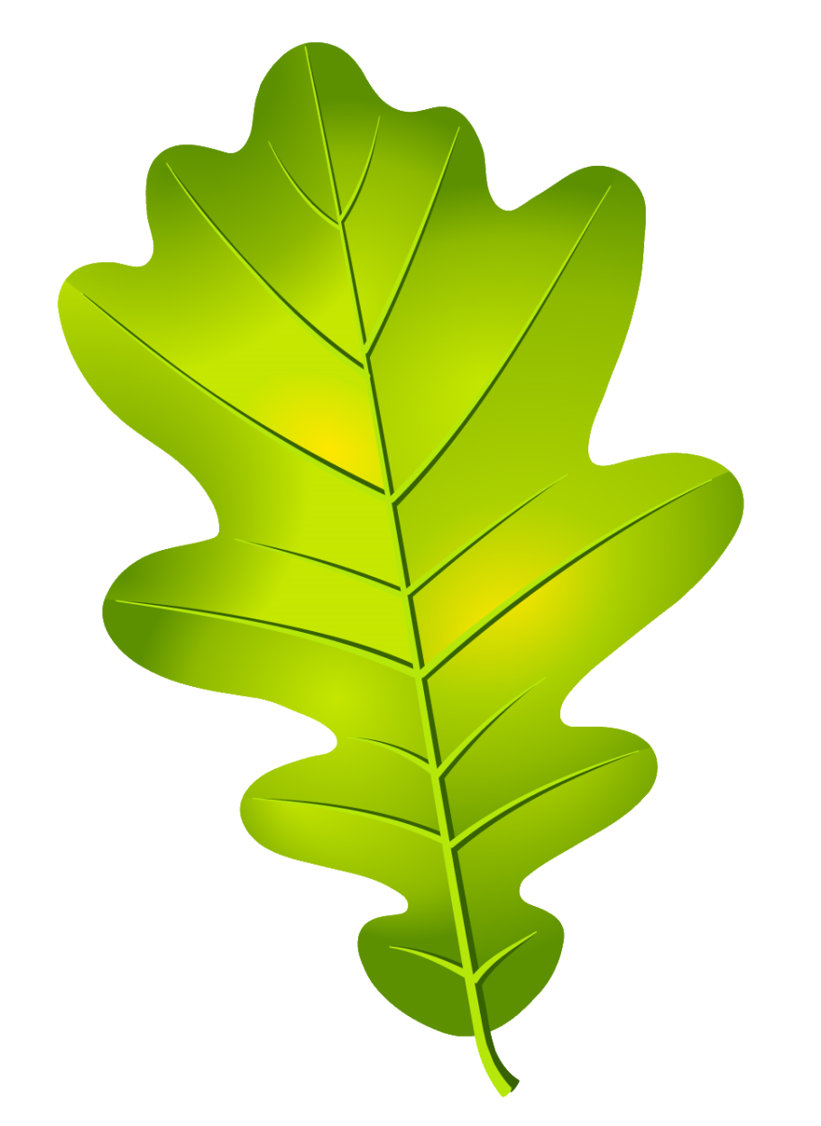 Листок дуба