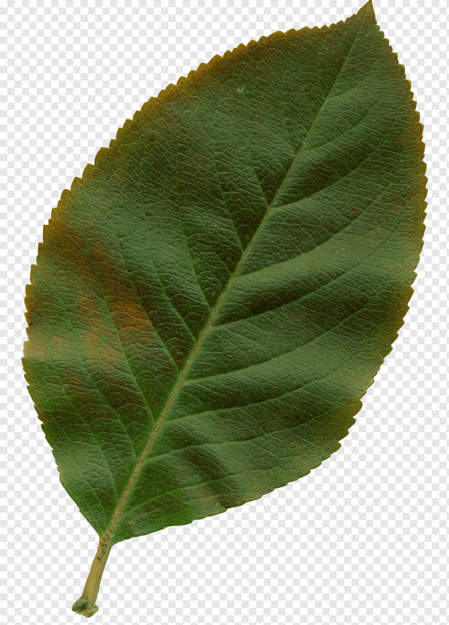 Листочки яблони