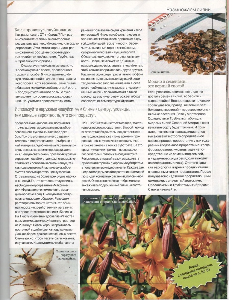Чешуйки луковицы лилии