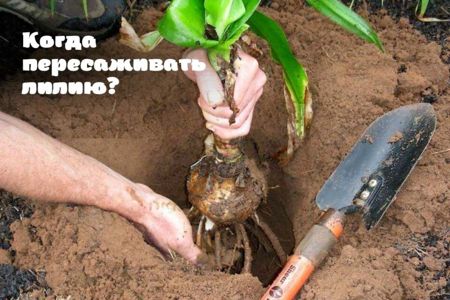 Вегетативное размножение стеблевые черенки