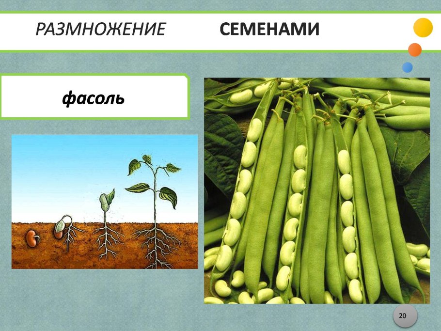 Корневыми черенками 10-15 см размножают
