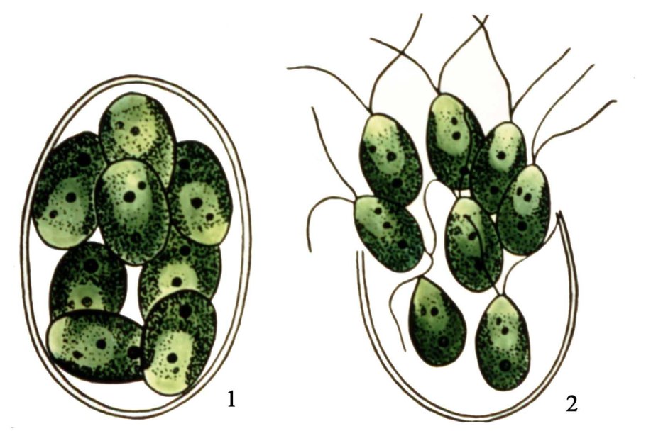 Спорофит спорангий гаметофит архегоний