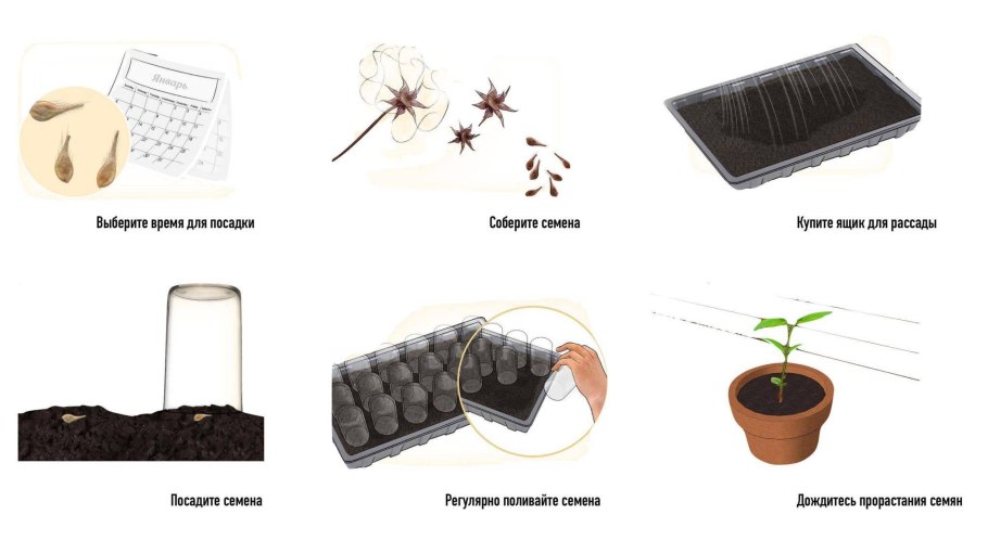 Папоротник страусник со спорангиями