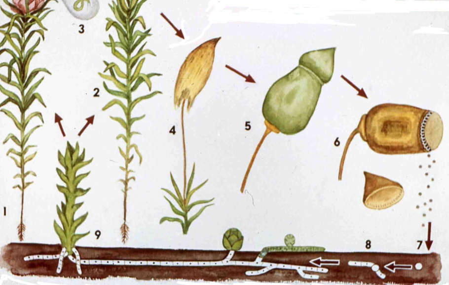 Спорангии папоротника орляка