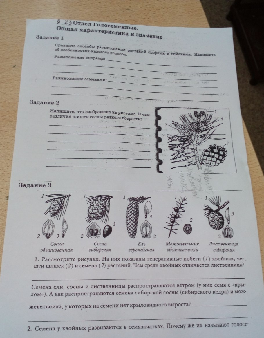 Папоротник жизненный цикл папоротника