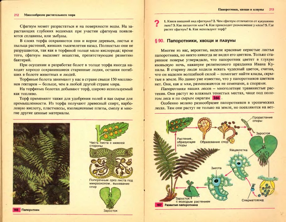 Цикл развития моховидных схема