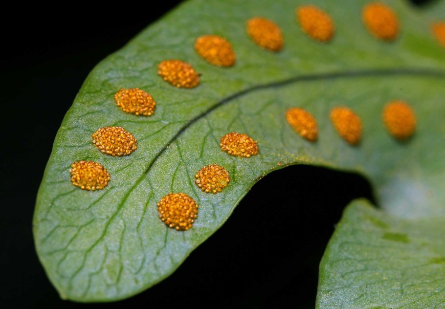 Вегетативный побег хвоща