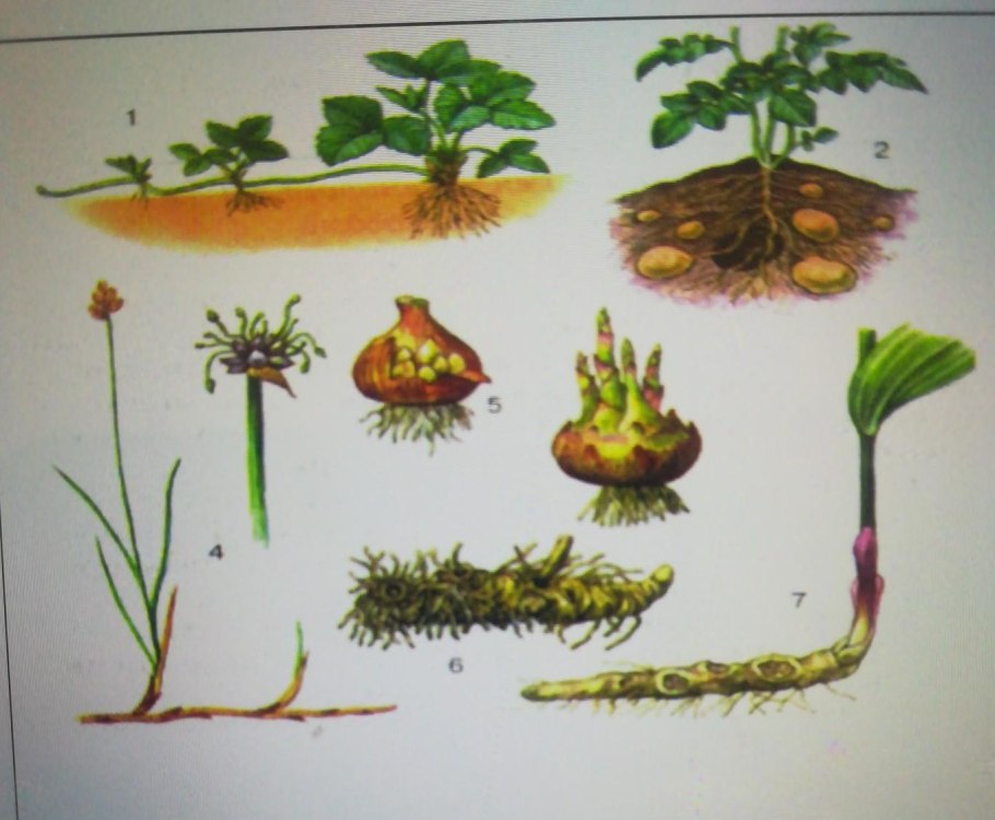 Размножение яблони прививкой