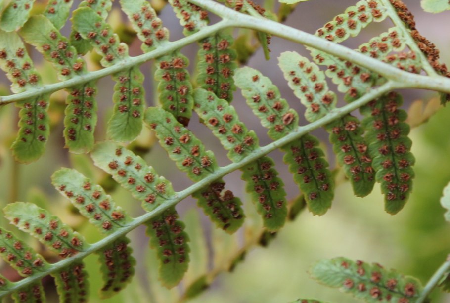 Изогамия хламидомонады