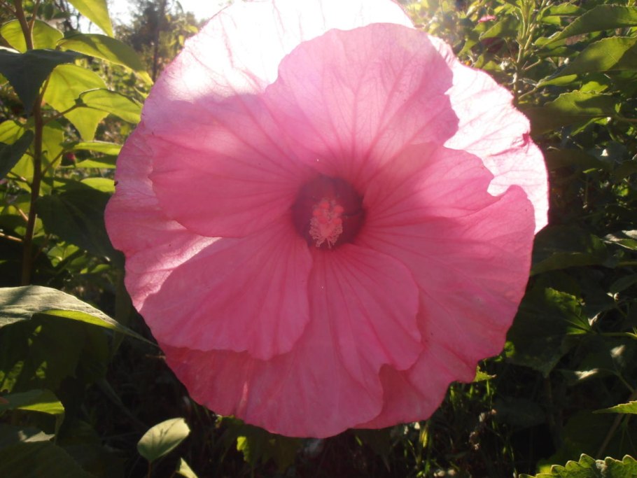 Цветок гибискуса