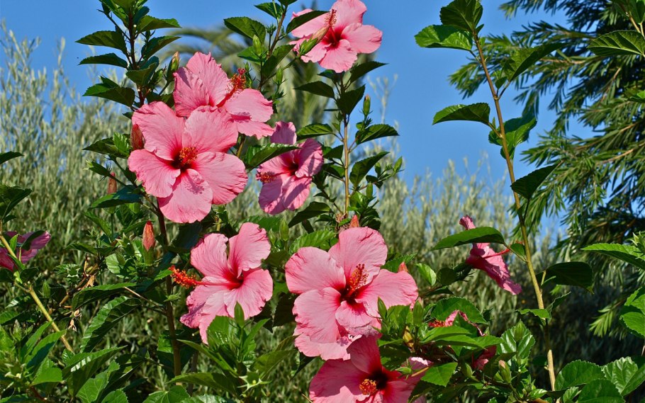 Гибискус растение