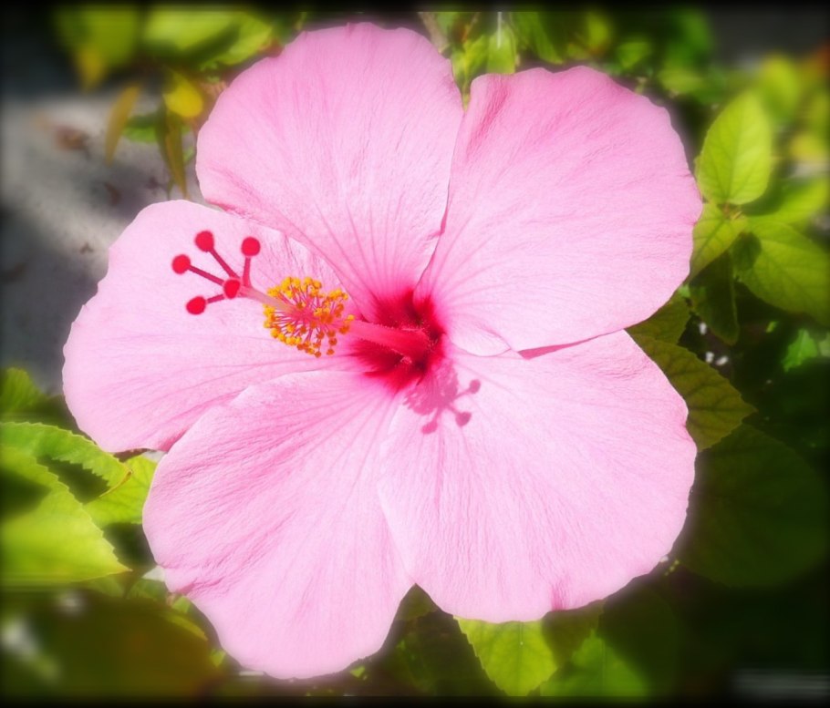 Гибискус камелиевый