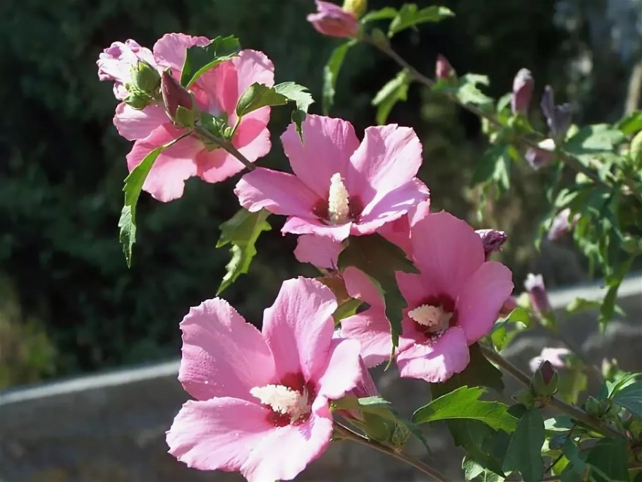 Гибискус древовидный