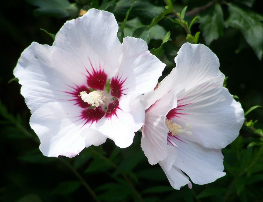 Гибискус Блю сатин