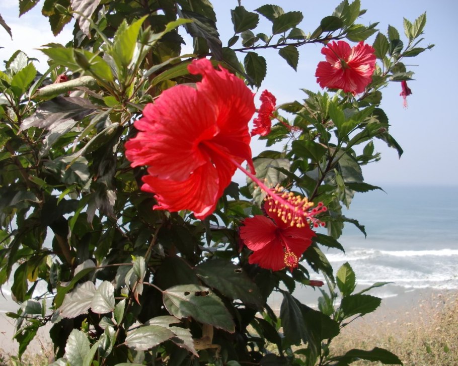 Гибискус Кордес