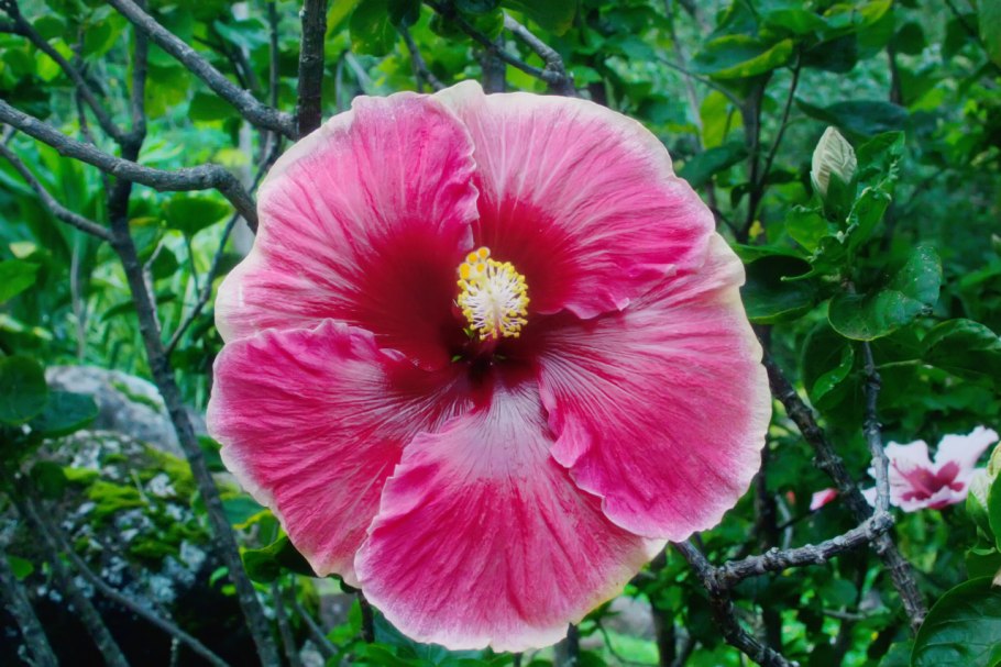 Гибискус сирийский травянистый