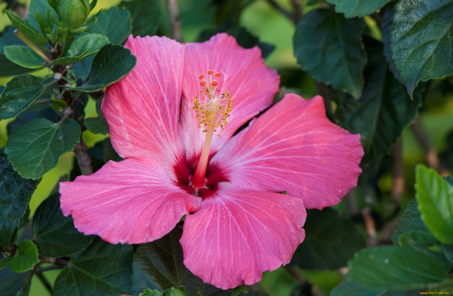 Цветок сирийский гибискус