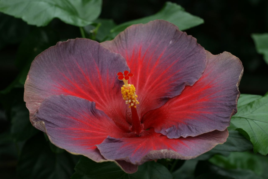 Гибискус Blue Bayou