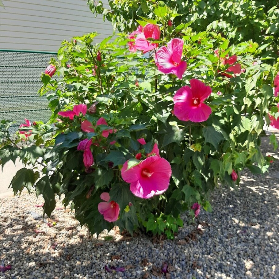 Гибискус кустарник