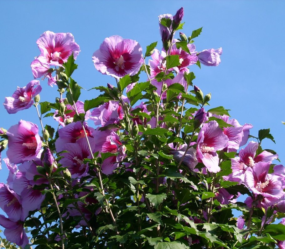 Гибискус дикий куст