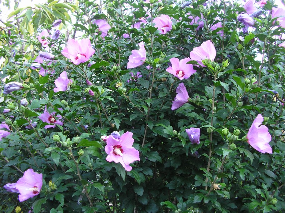 Гибискус древовидный