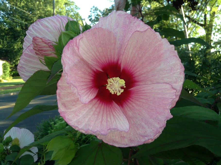 Гибискус Парамарибо