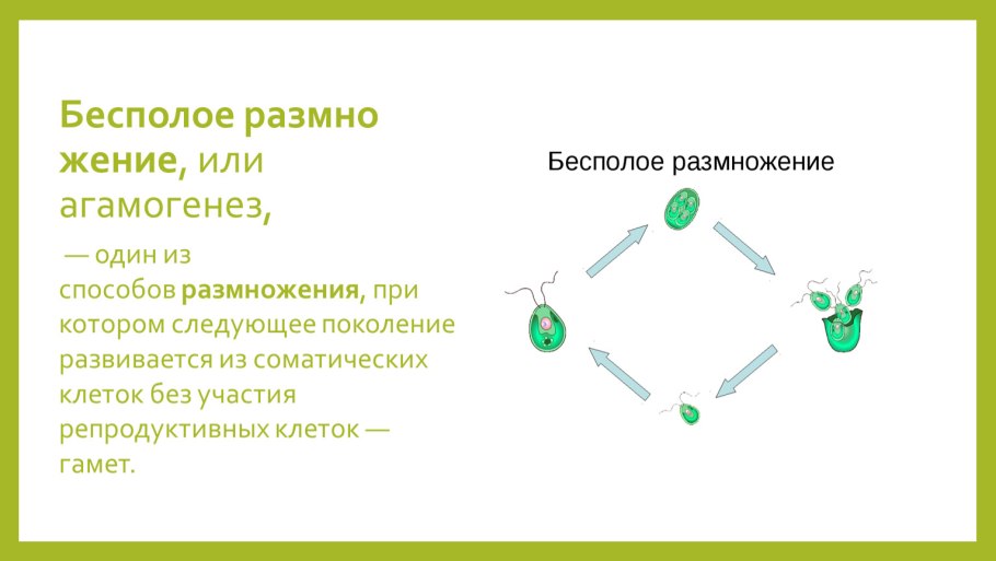 Алгоритм посадки растений