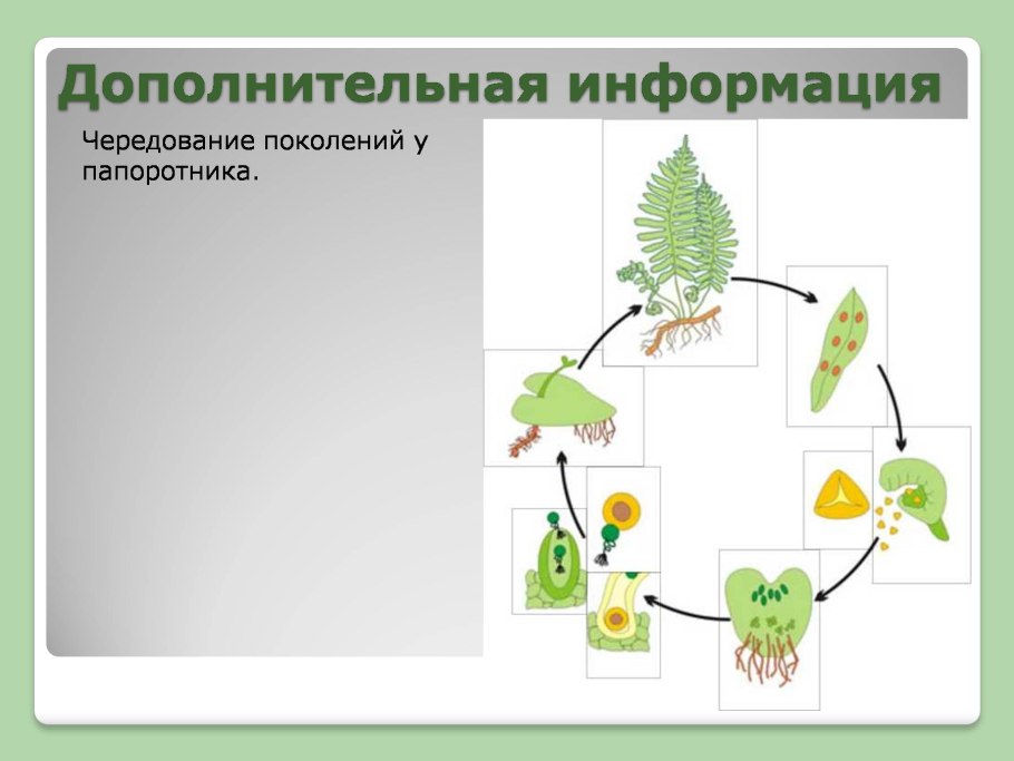 Стадии микроклонального размножения