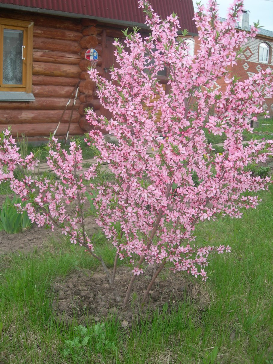 Миндаль кустарник