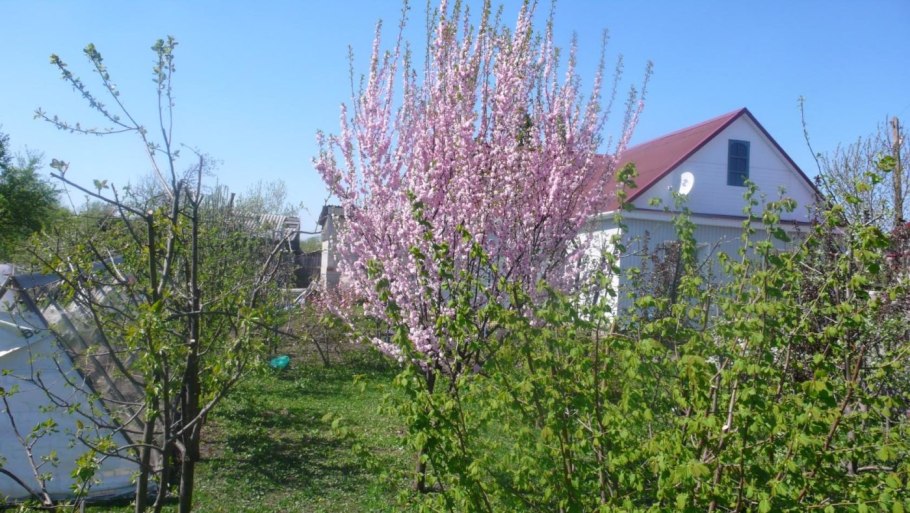 Луизеания Цзилинская
