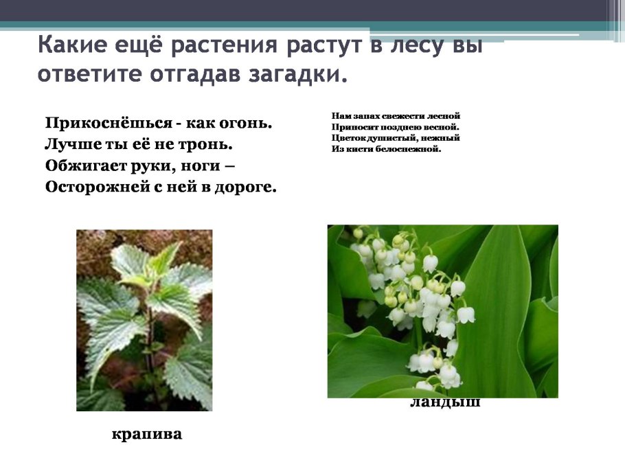 Загадка про лес для дошкольников