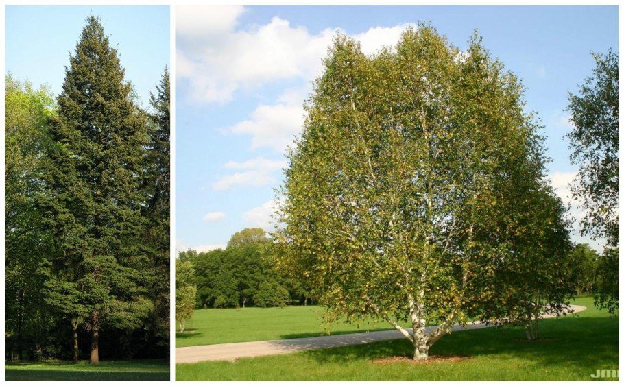 Берёза бородавчатая (Betula verrucosa)