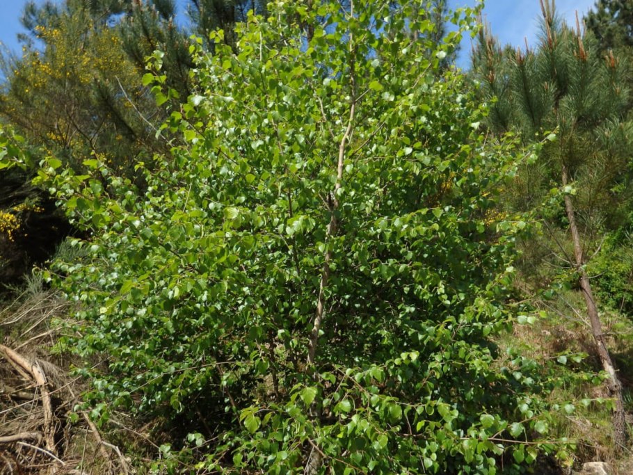Береза пушистая (лат. Betula pubescens)