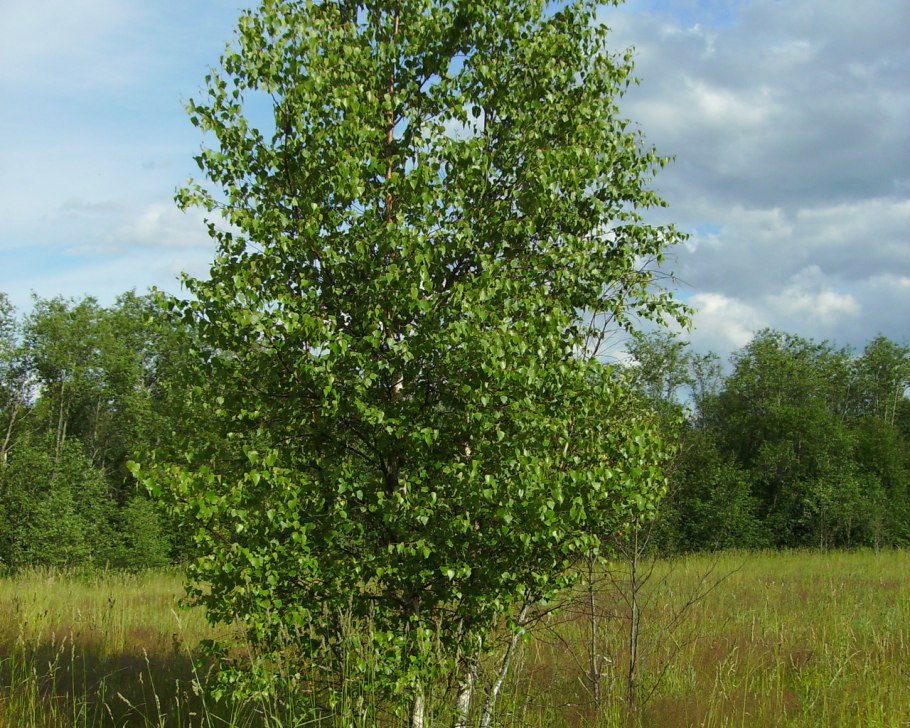 Betula pubescens листья