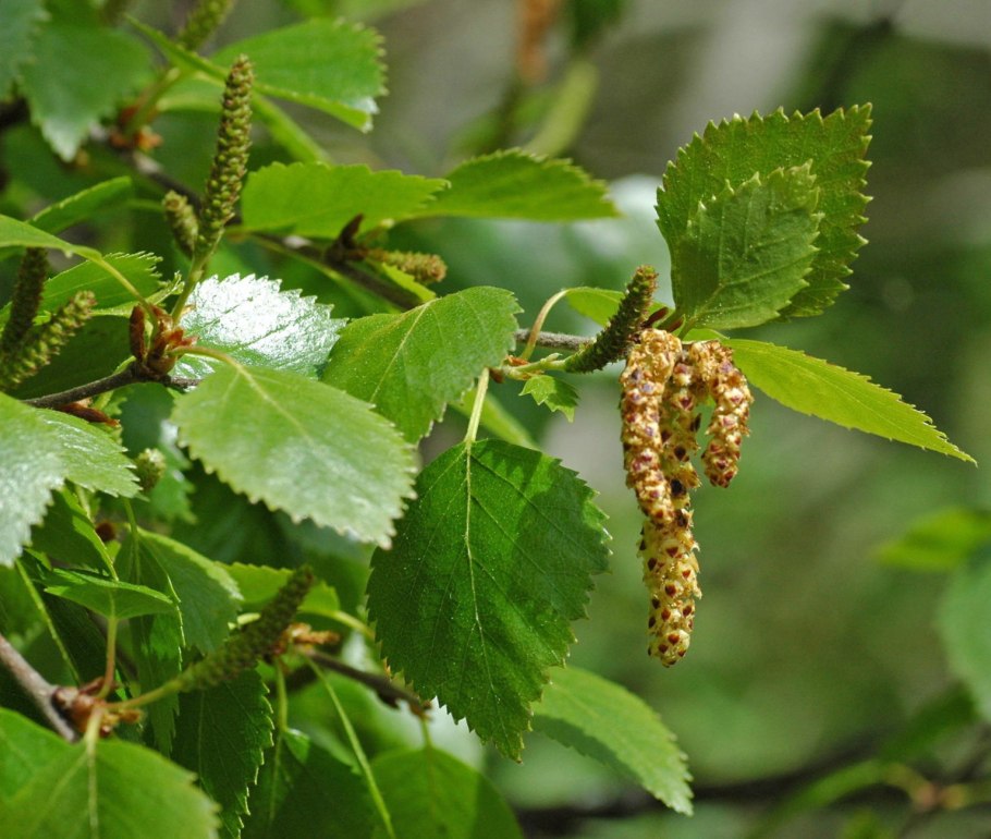 Береза шерстистая (Betula Lanata)
