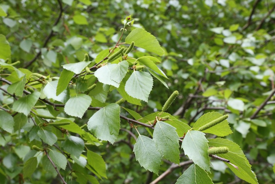 Берёза пуши́стая Bétula pubéscens Aurea